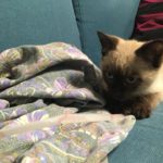 "Poter andare in vacanza e sapere che il gatto è seguito con competenza e attenzione è un ottimo servizio e una bella esperienza...per chi non può portare in giro il proprio animale domestico." Grazie Silvia