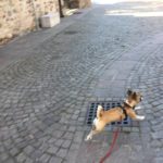 "Silvia ci ha salvati in una situazione di grande stress a causa di un funerale. Contattata solo il giorno prima si è preoccupata di venire comunque a conoscere il mio Plutino in albergo, con non pochi disagi visto che era anche sotto farmaci, così che il giorno del funerale ho potuto stare tranquilla mentre lei se ne prendeva cura. Grazie ancora per la pazienza e la grande disponibilità." Michela